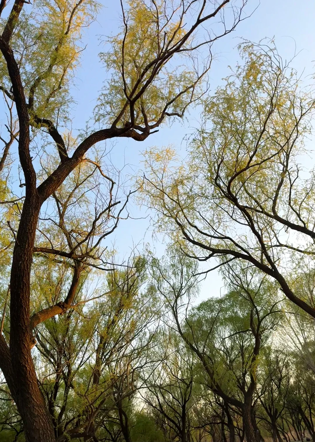 谁说邯郸没有好看的景点！不服来图
