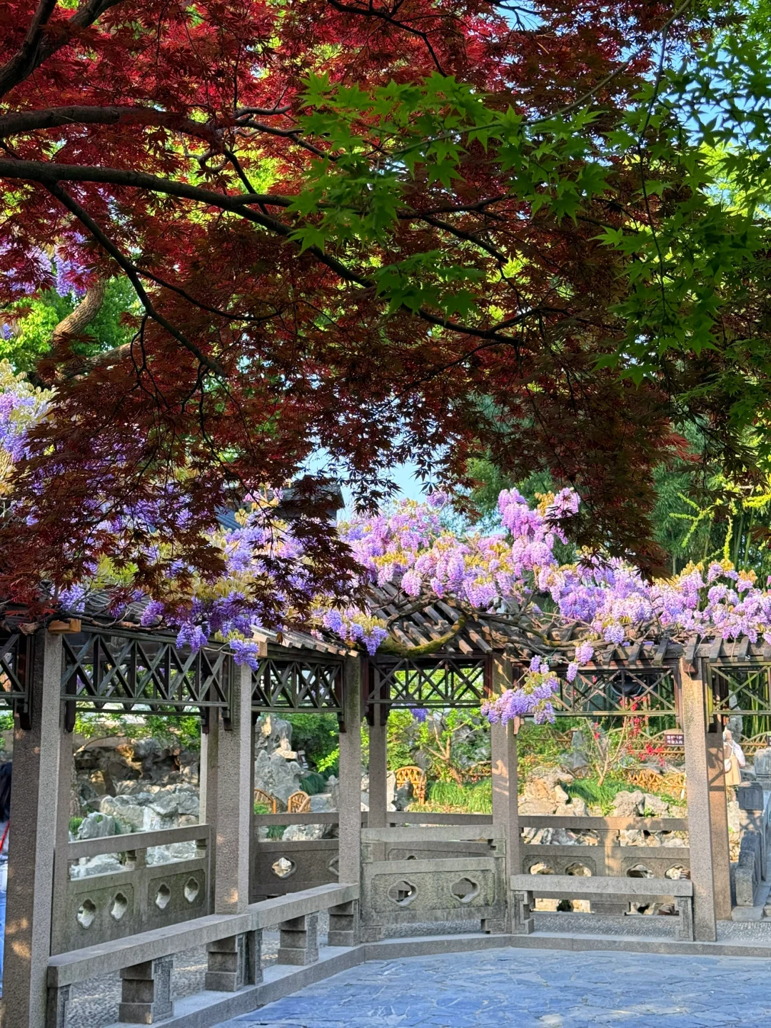 4.6live实拍|这就是老祖宗的浪漫💜一景四季