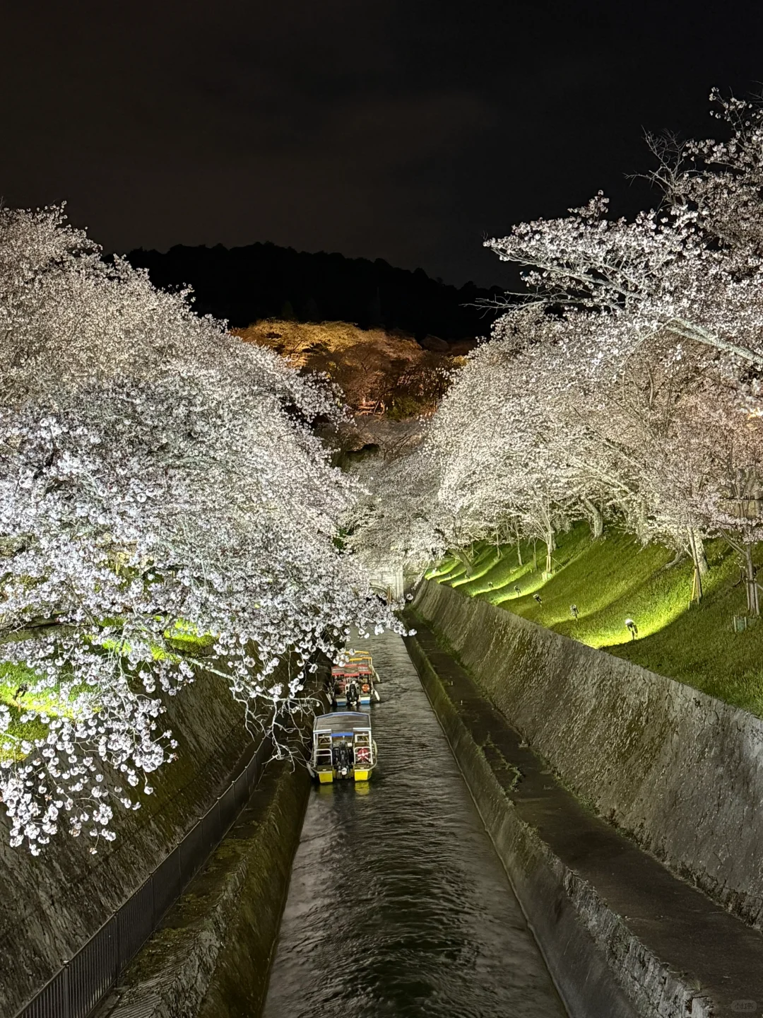 我认为京都后劲很大的夜樱