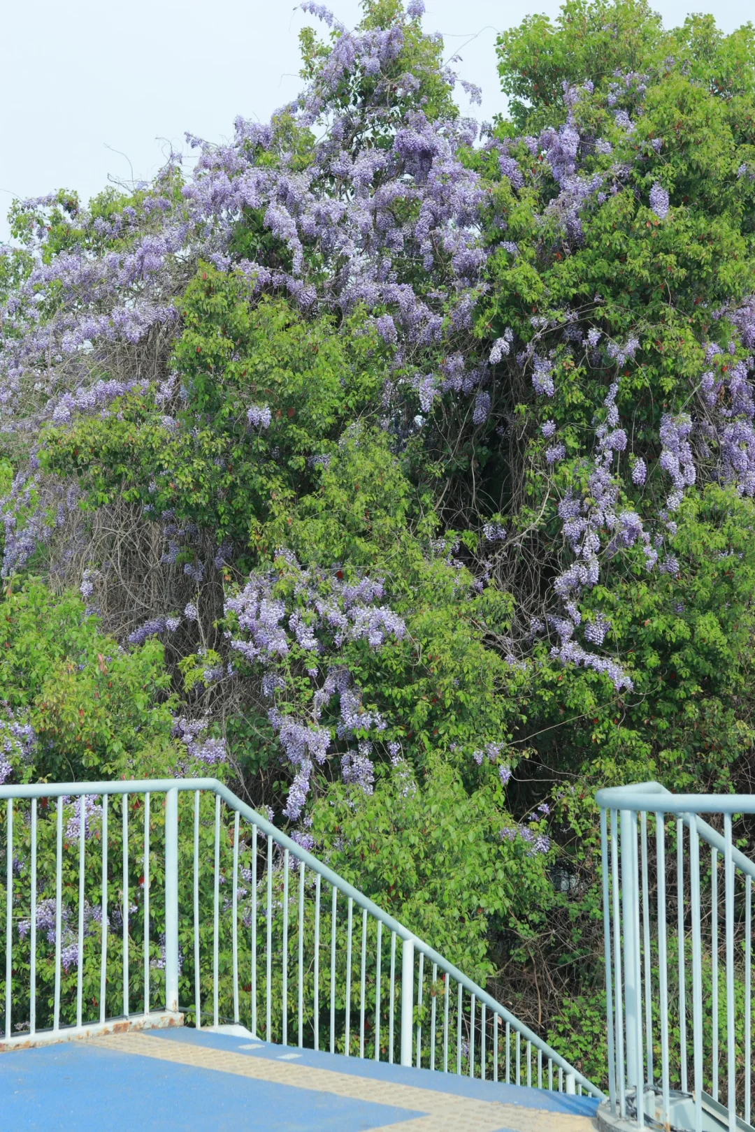 武汉这处高大的紫藤