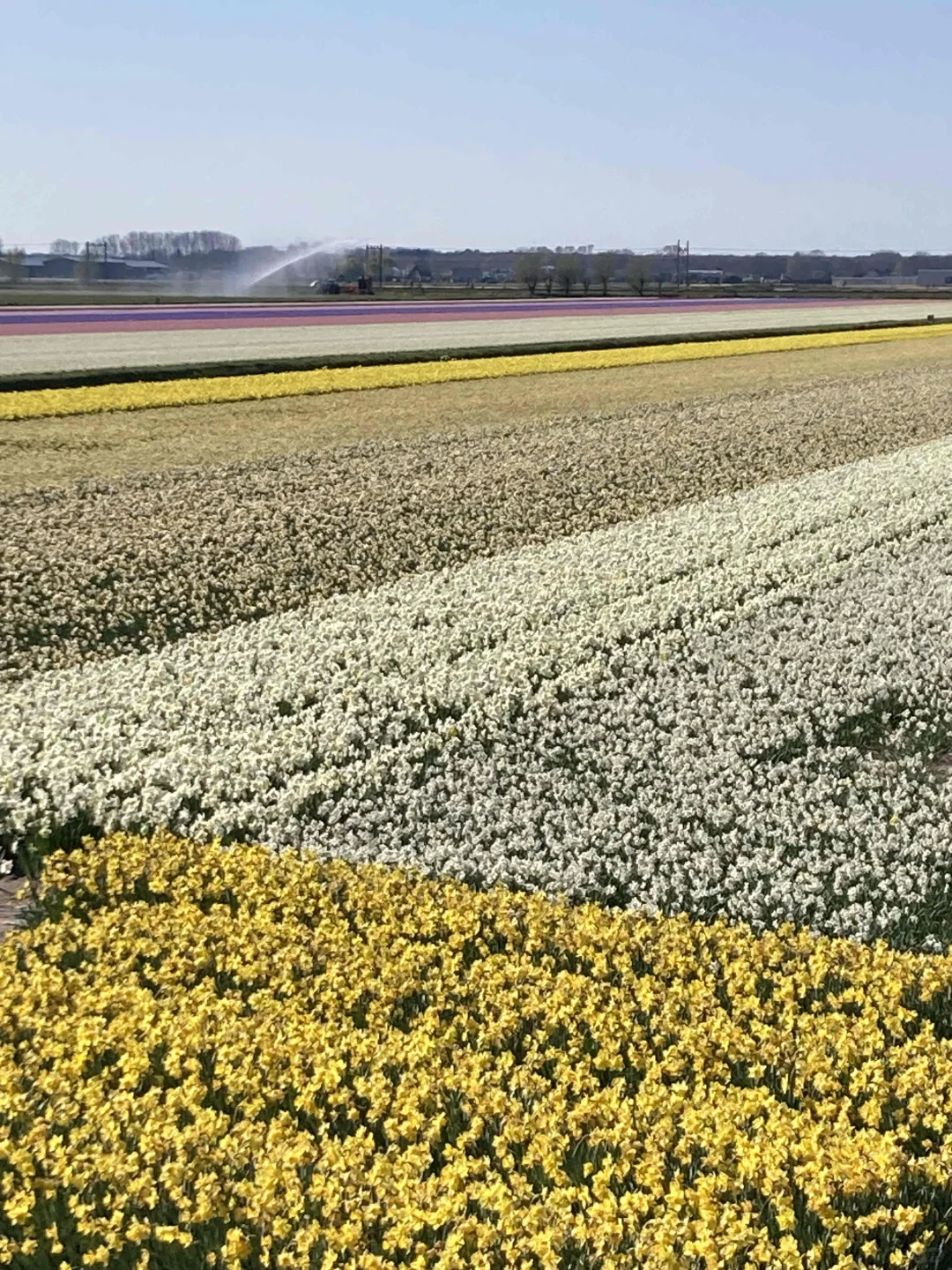 🇳🇱库肯霍夫周边（花田＆海边）