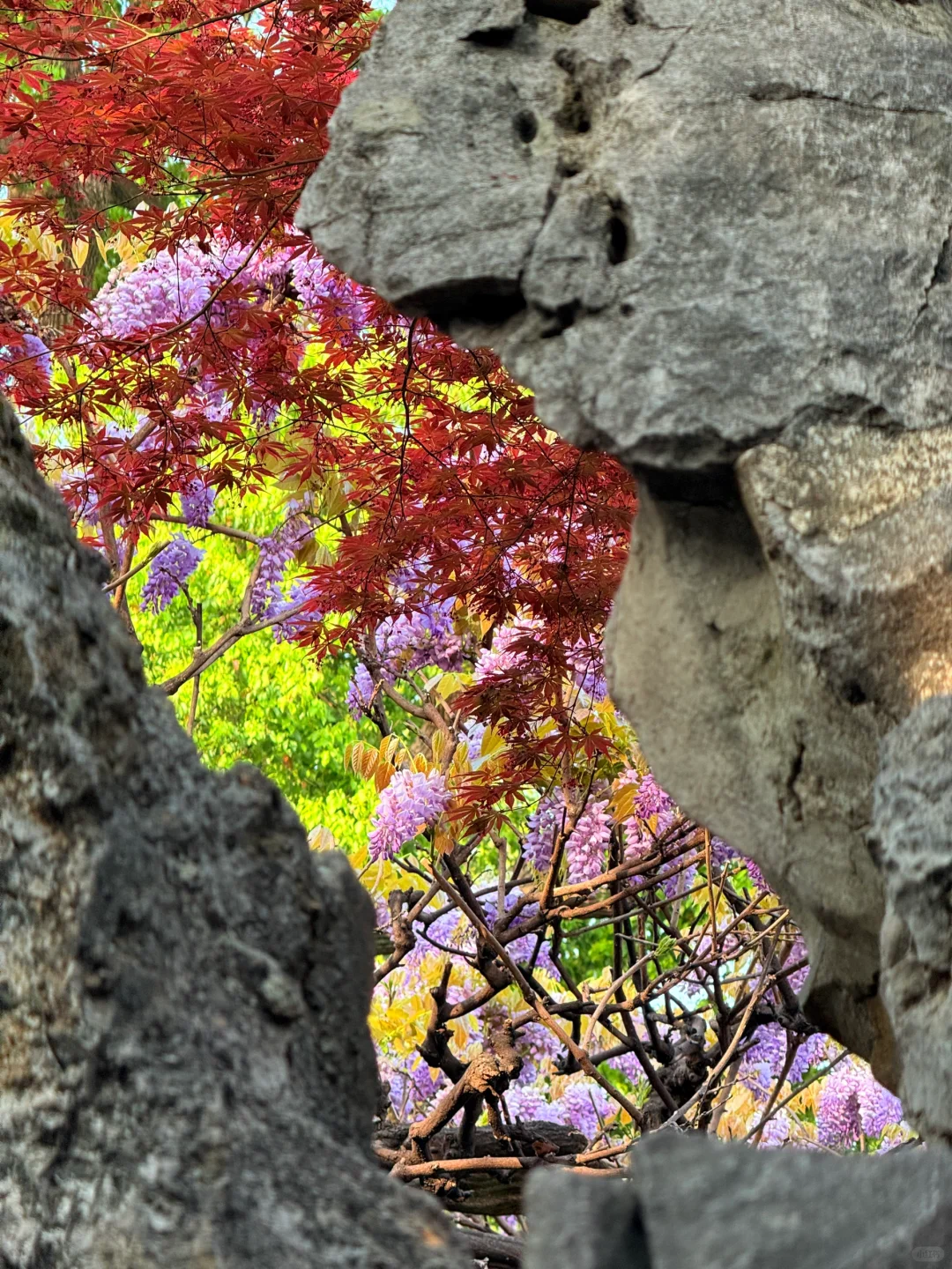 4.6live实拍|这就是老祖宗的浪漫💜一景四季