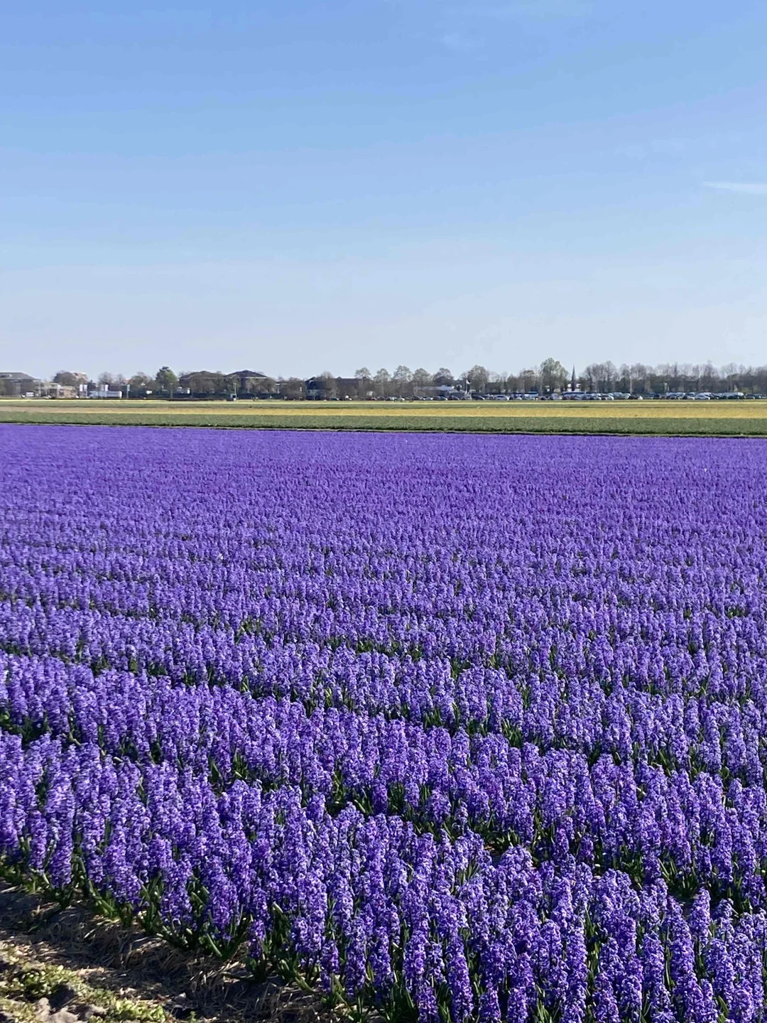 🇳🇱库肯霍夫周边（花田＆海边）