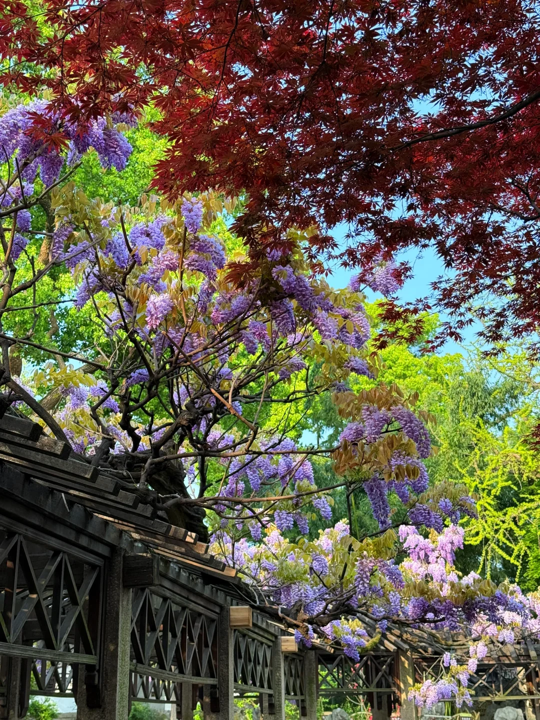 4.6live实拍|这就是老祖宗的浪漫💜一景四季