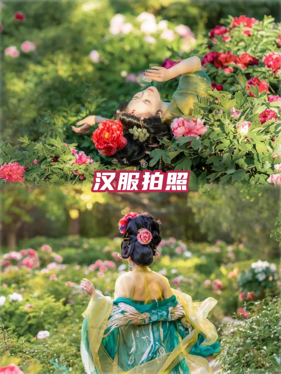 2025河南牡丹赏花攻略✅花期+隐藏玩法