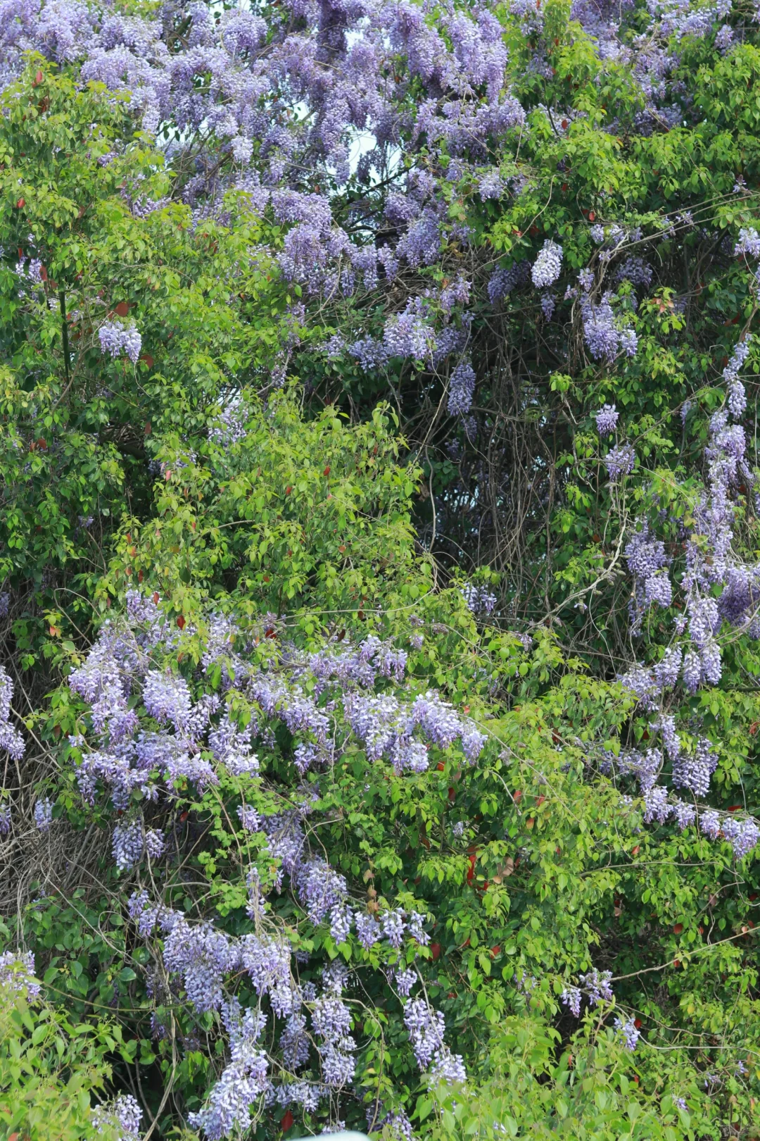 武汉这处高大的紫藤