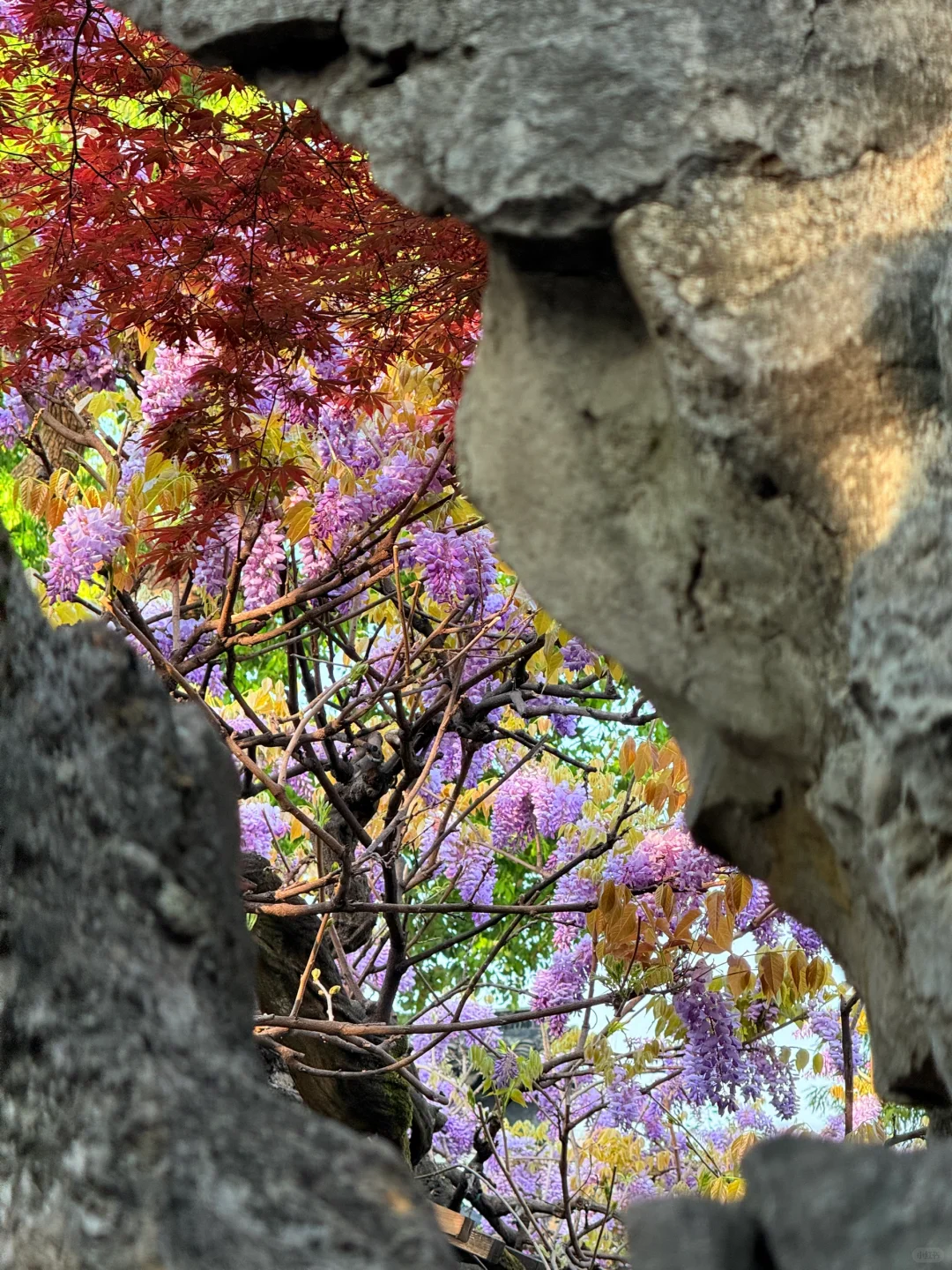 4.6live实拍|这就是老祖宗的浪漫💜一景四季