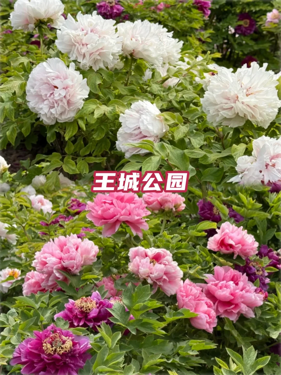 2025河南牡丹赏花攻略✅花期+隐藏玩法