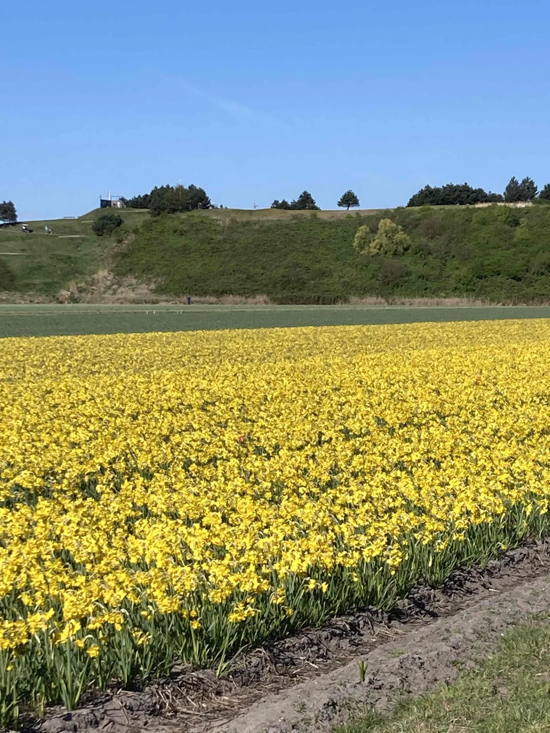🇳🇱库肯霍夫周边（花田＆海边）