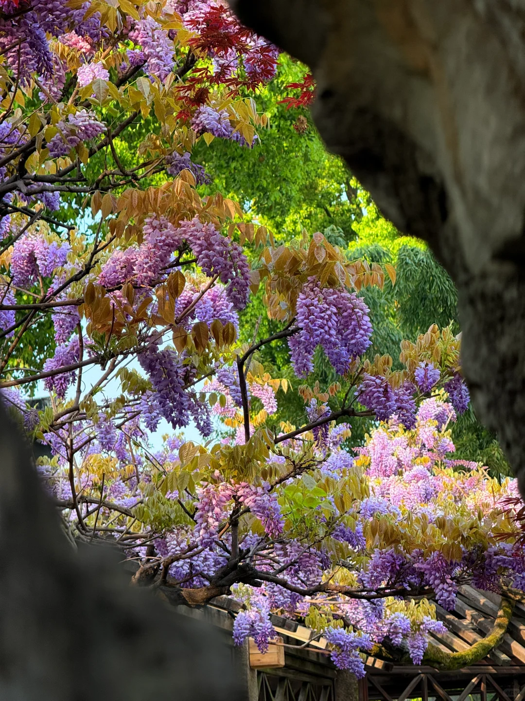 4.6live实拍|这就是老祖宗的浪漫💜一景四季