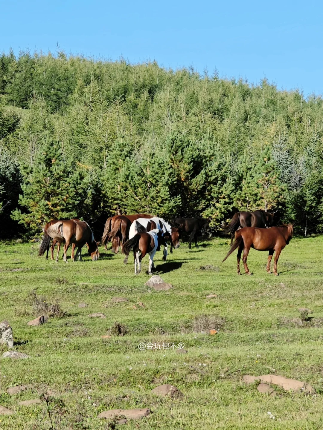 五一放假反向旅游就去乌兰布统！