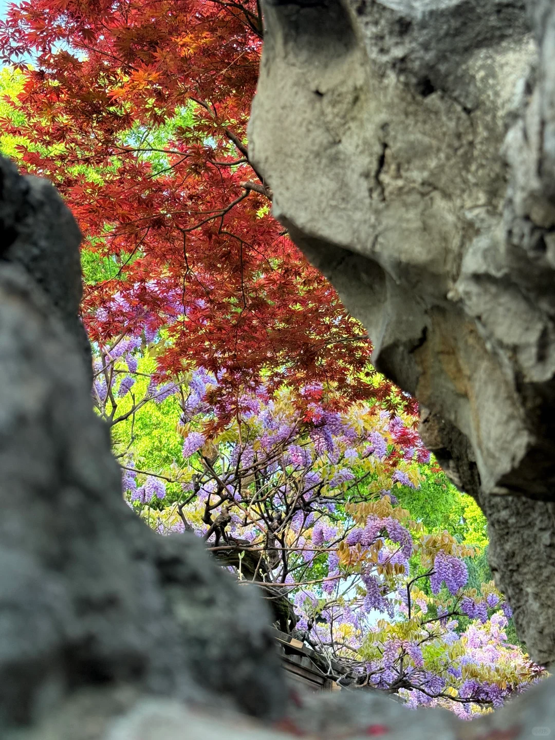 4.6live实拍|这就是老祖宗的浪漫💜一景四季