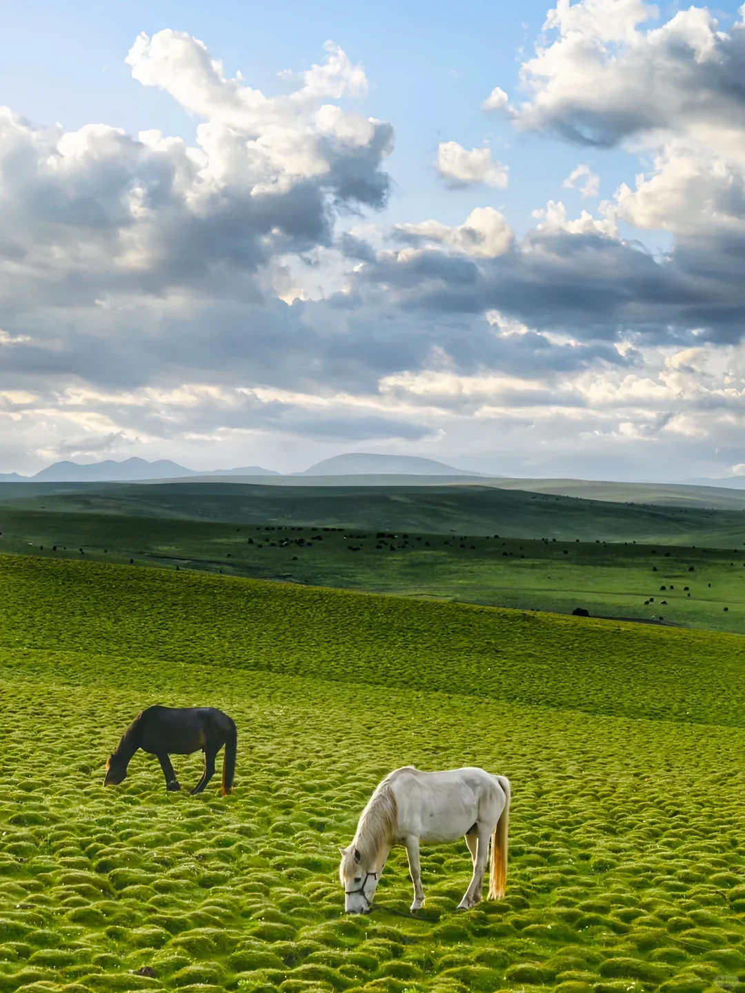 甘南已回,5月淡季去 人少景美还便宜!🏞