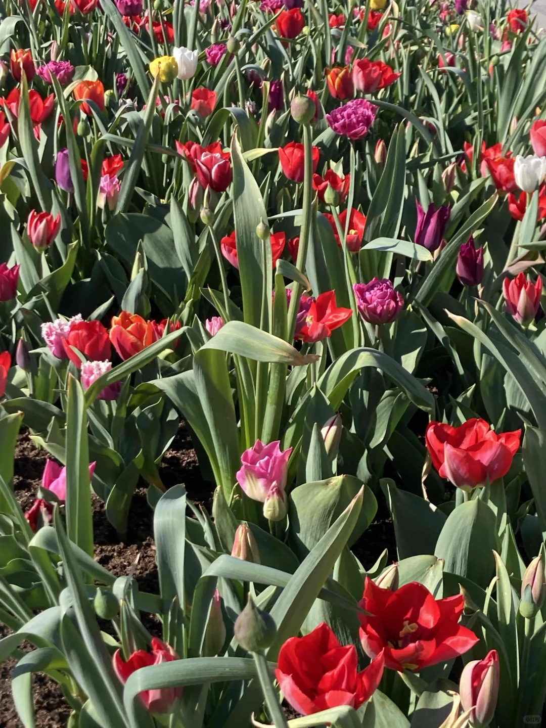 🇳🇱库肯霍夫周边（花田＆海边）