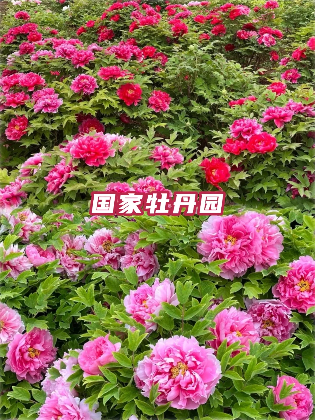 2025河南牡丹赏花攻略✅花期+隐藏玩法