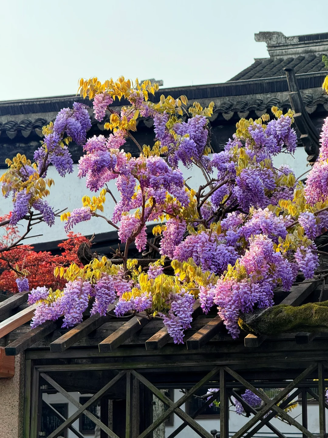 4.6live实拍|这就是老祖宗的浪漫💜一景四季