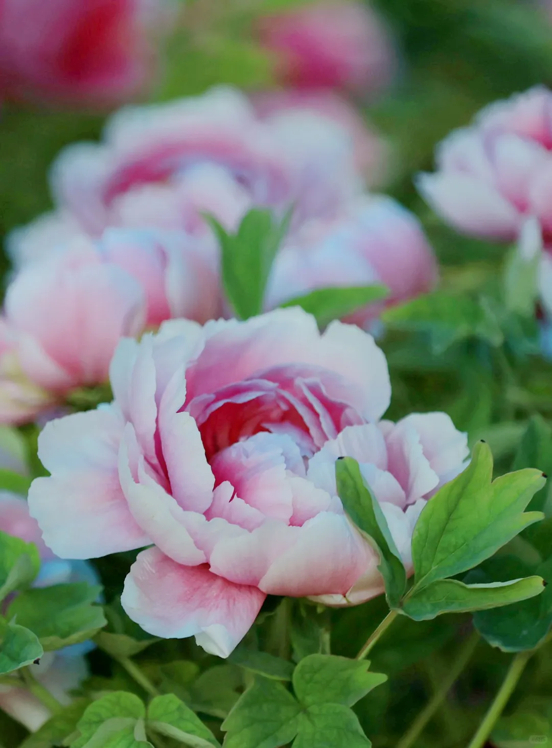 🌸洛阳攻略｜本地人推荐3天2晚玩转全部景