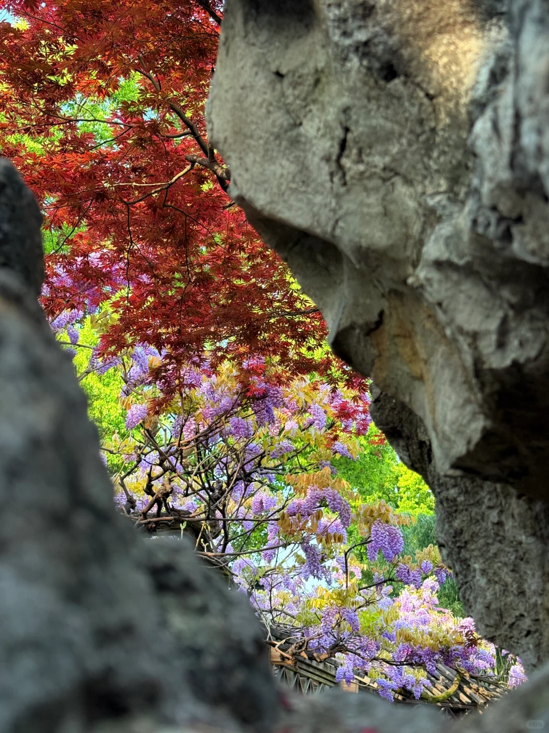 4.6live实拍|这就是老祖宗的浪漫💜一景四季