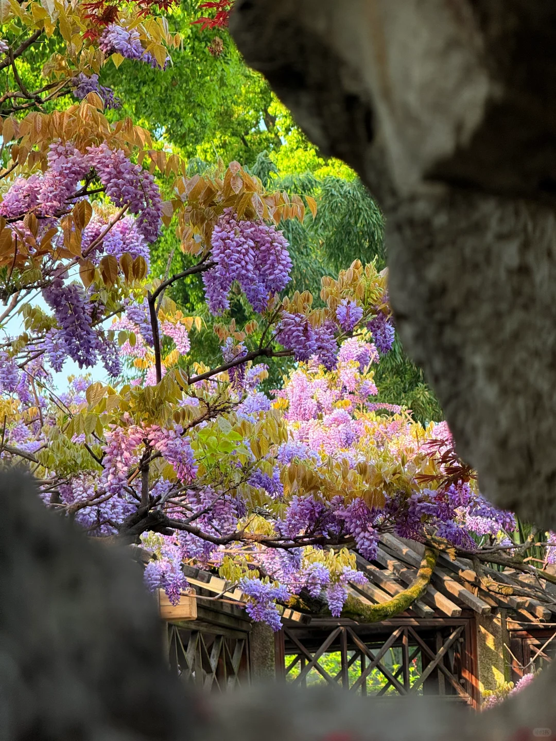 4.6live实拍|这就是老祖宗的浪漫💜一景四季