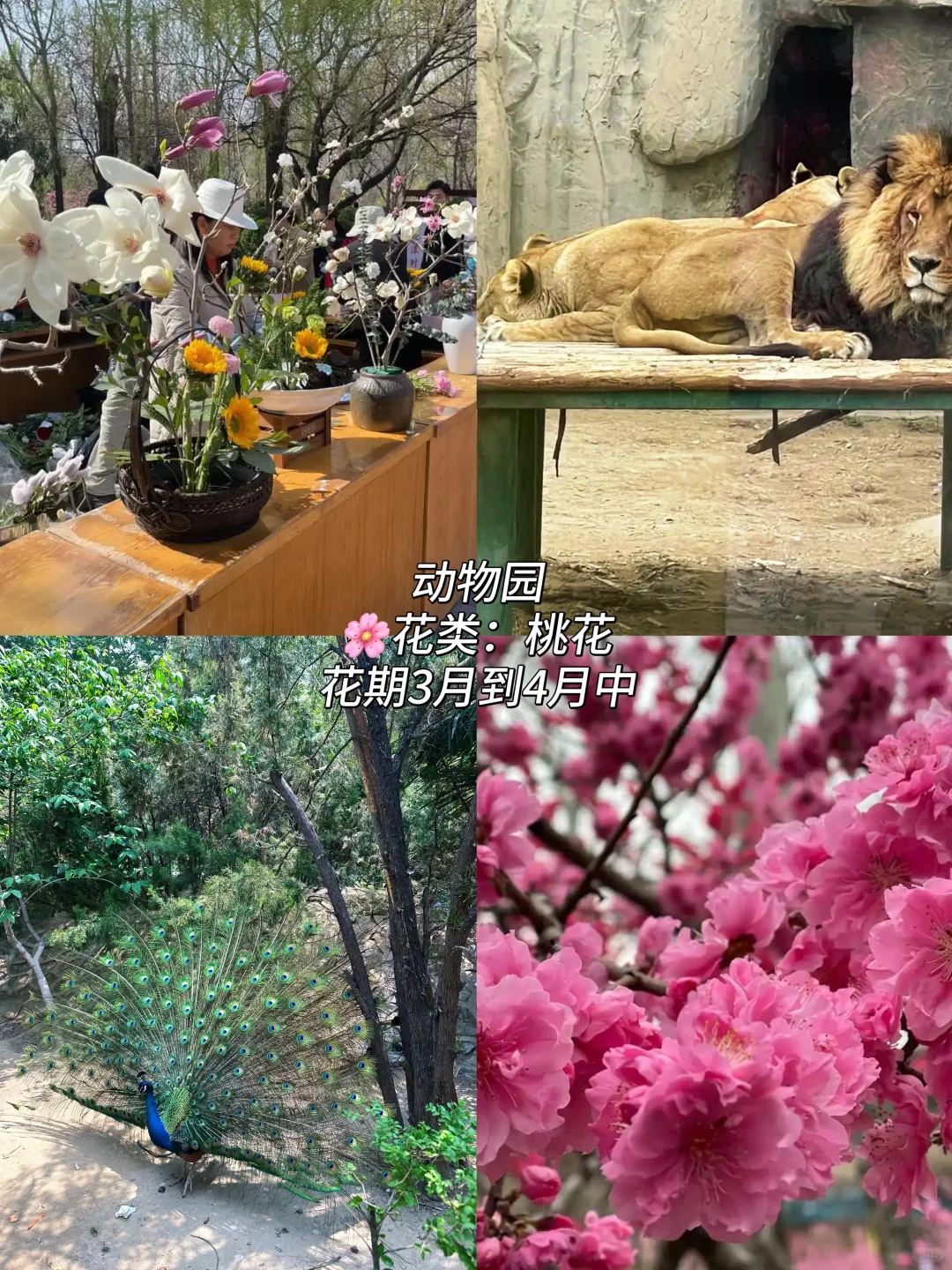 郑州这10个地方最近一定要去！（附赏花时间表