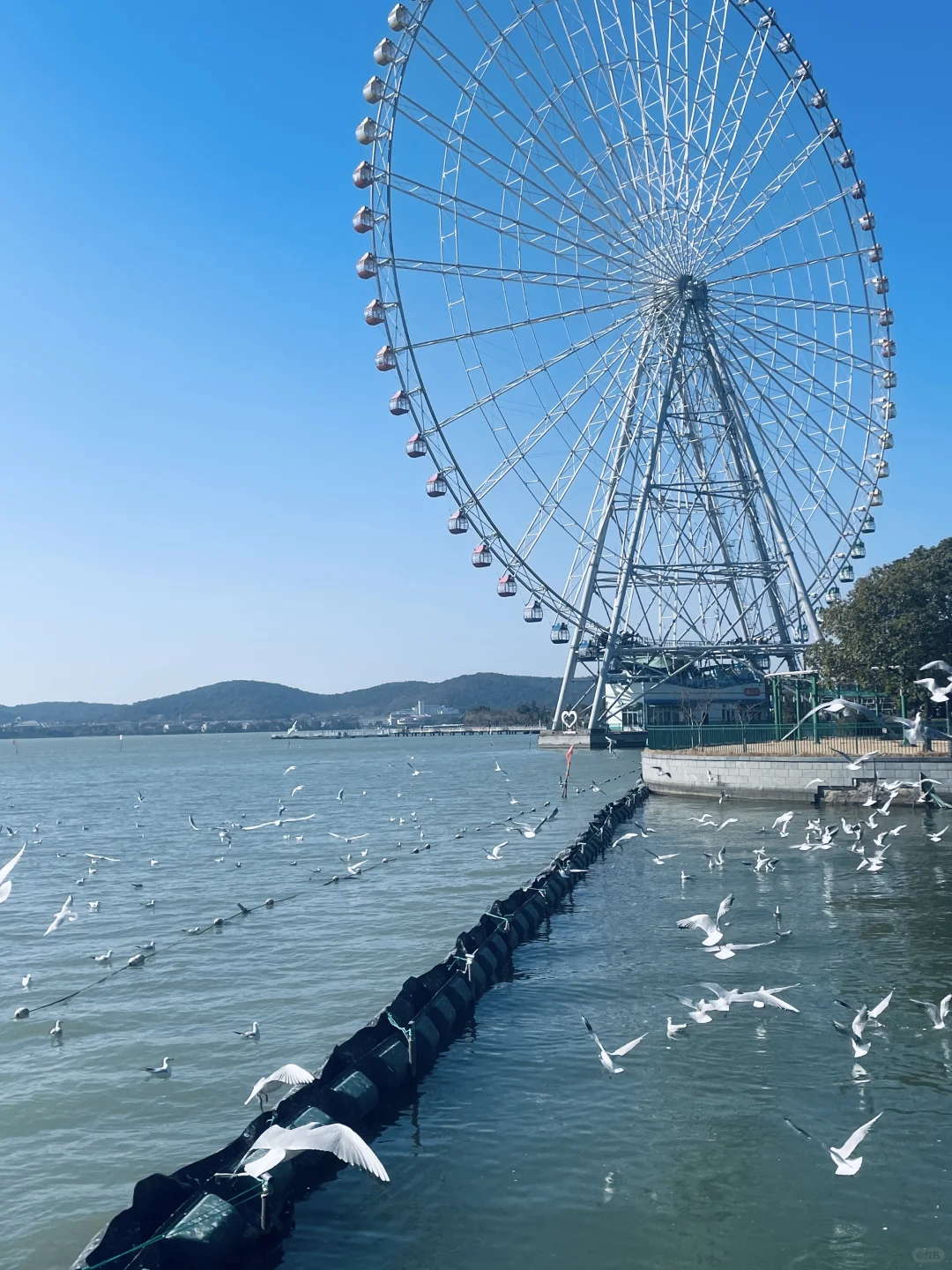 无锡· 蠡湖公园｜当“海鸥”不再眷恋大海🕊️
