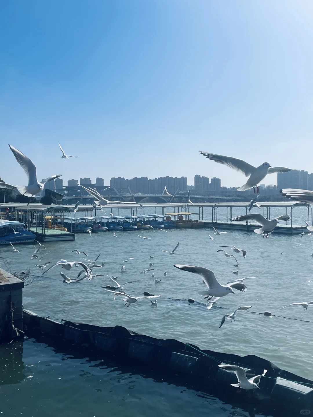 无锡· 蠡湖公园｜当“海鸥”不再眷恋大海🕊️