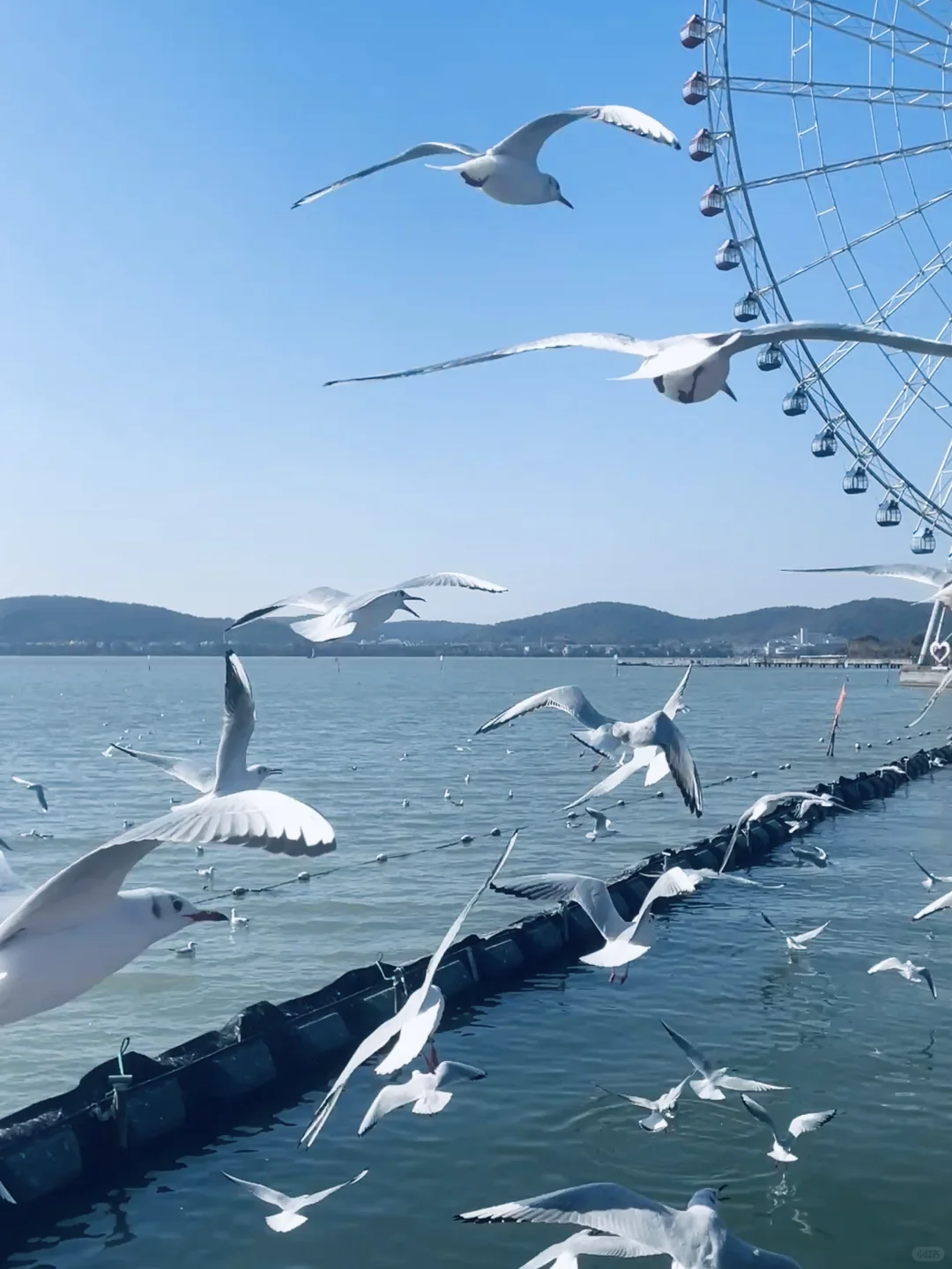 无锡· 蠡湖公园｜当“海鸥”不再眷恋大海🕊️