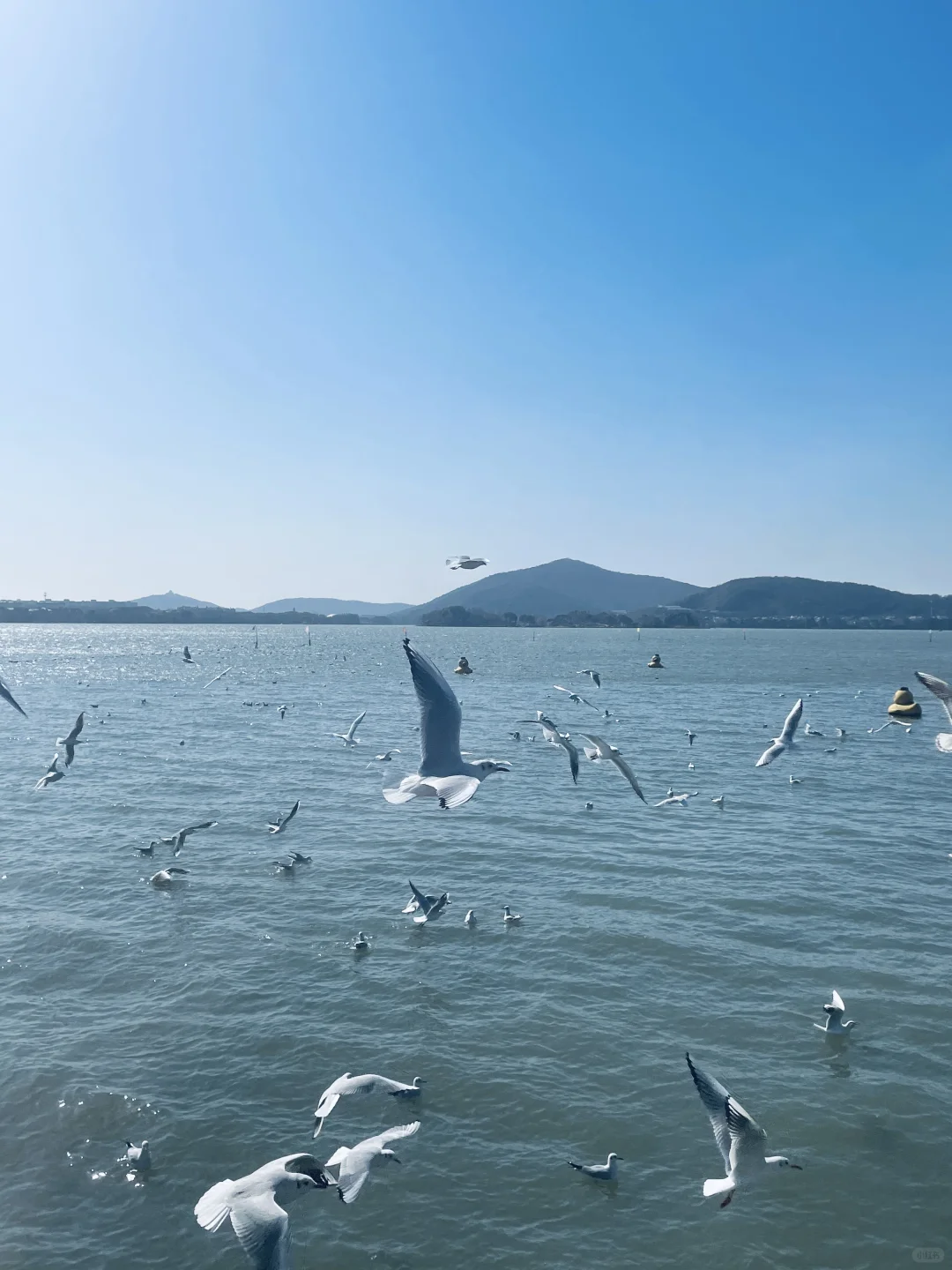 无锡· 蠡湖公园｜当“海鸥”不再眷恋大海🕊️