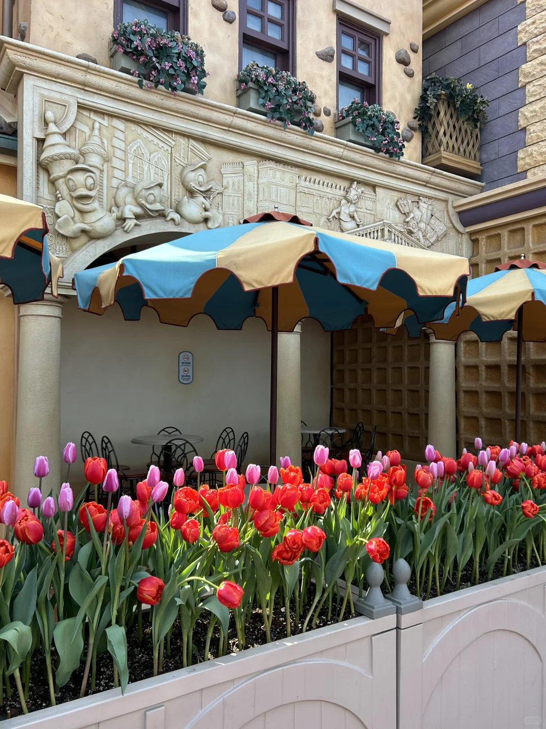 春天还得看迪士尼！！真的美疯了！