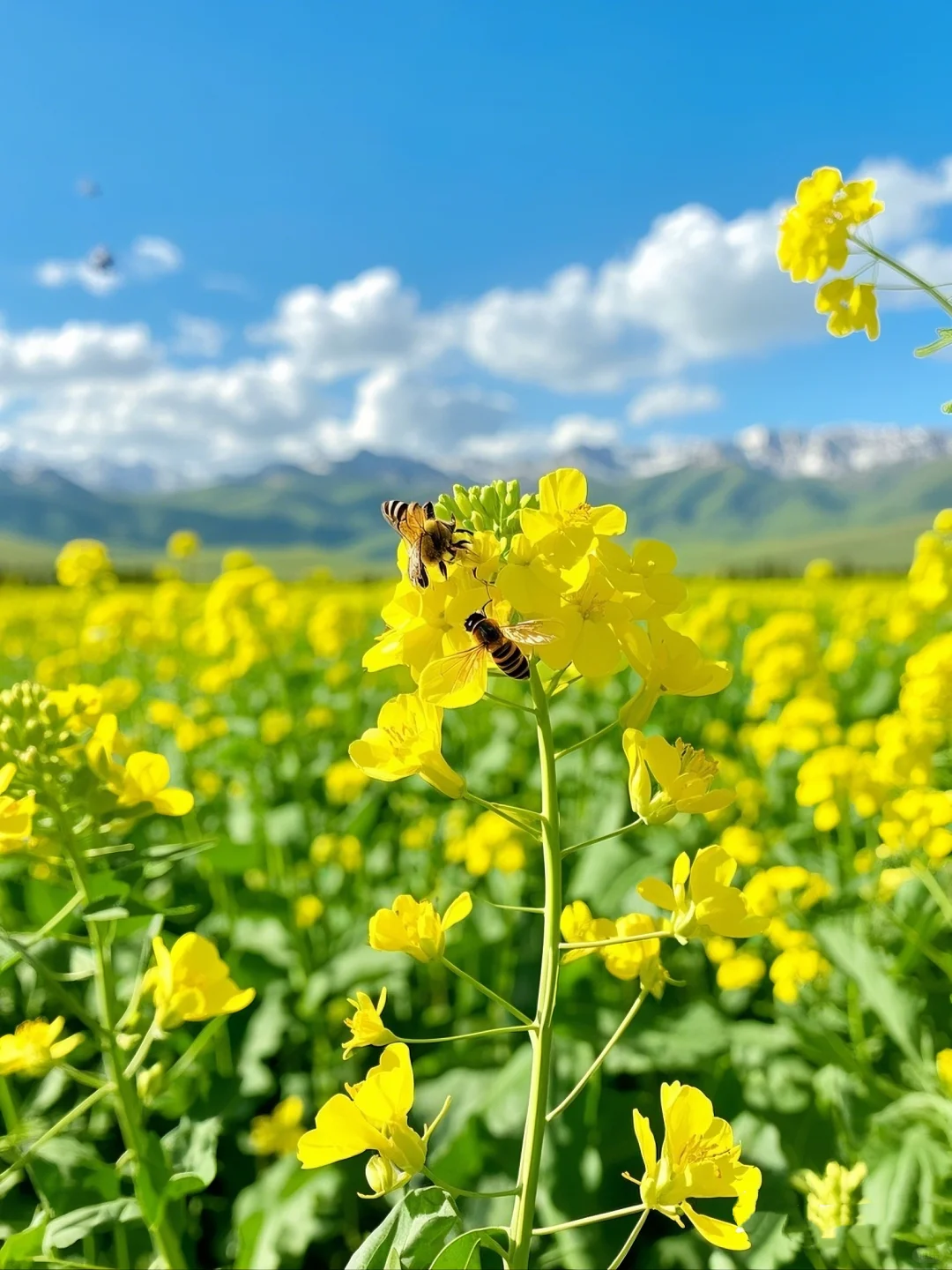 新疆夏天美到窒息！这9个地方不去真的会后悔