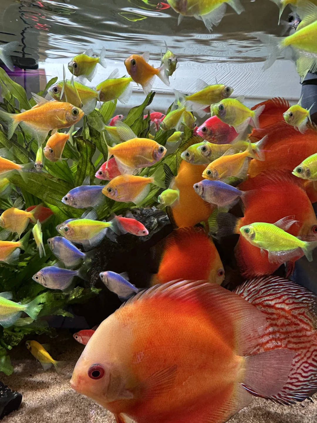 在杭州的惊喜发现！来旅游的人不要错过