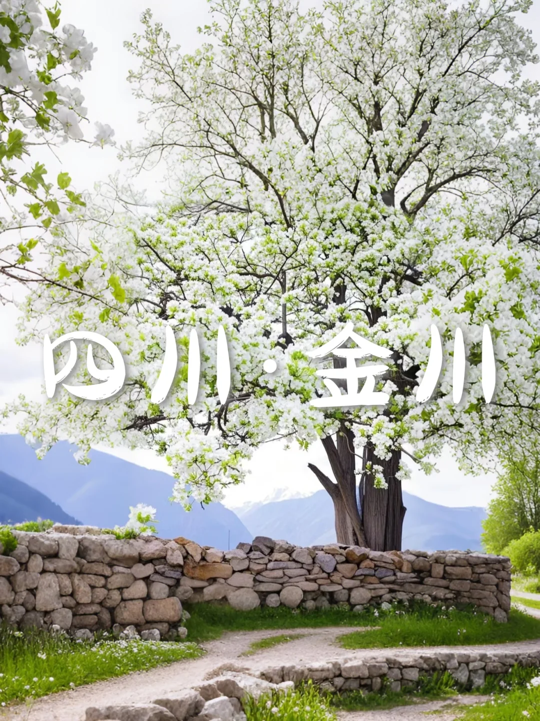 国内6个封神级花海，美到窒息想私奔