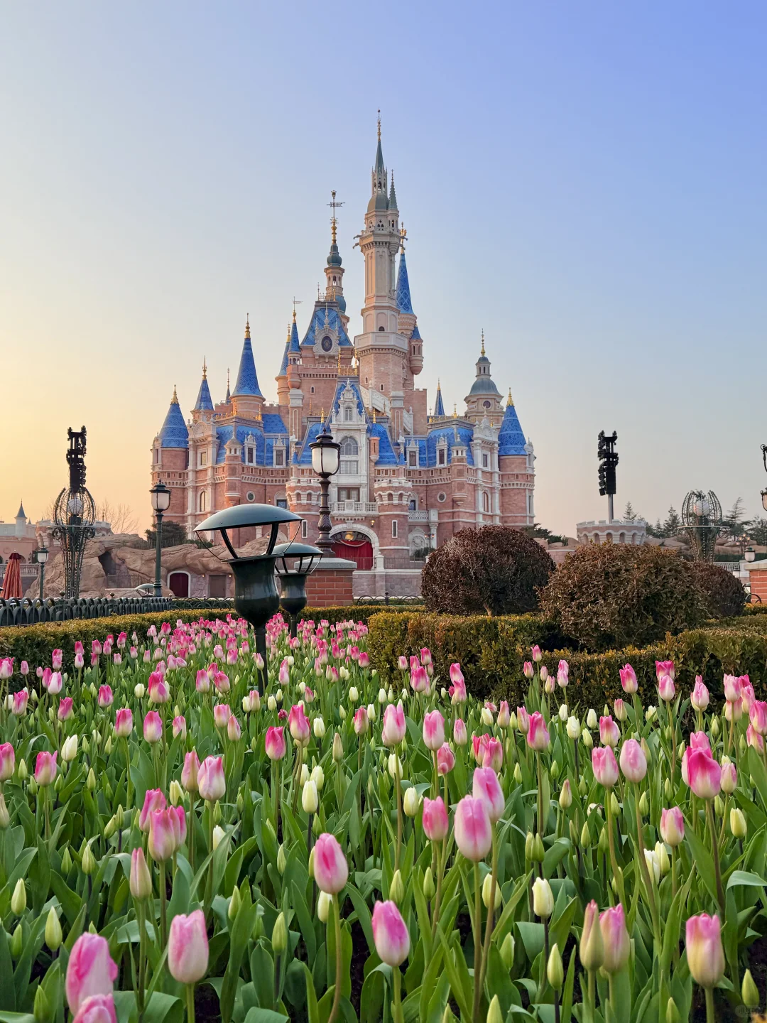 春天还得看迪士尼！！真的美疯了！