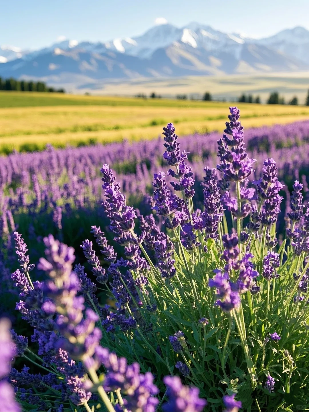 新疆夏天美到窒息！这9个地方不去真的会后悔