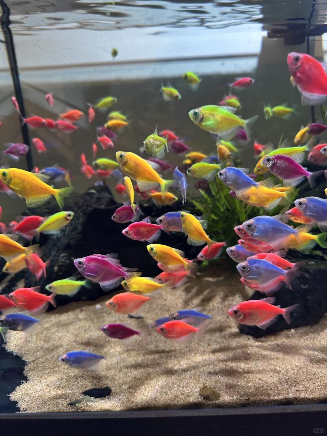 在杭州的惊喜发现！来旅游的人不要错过