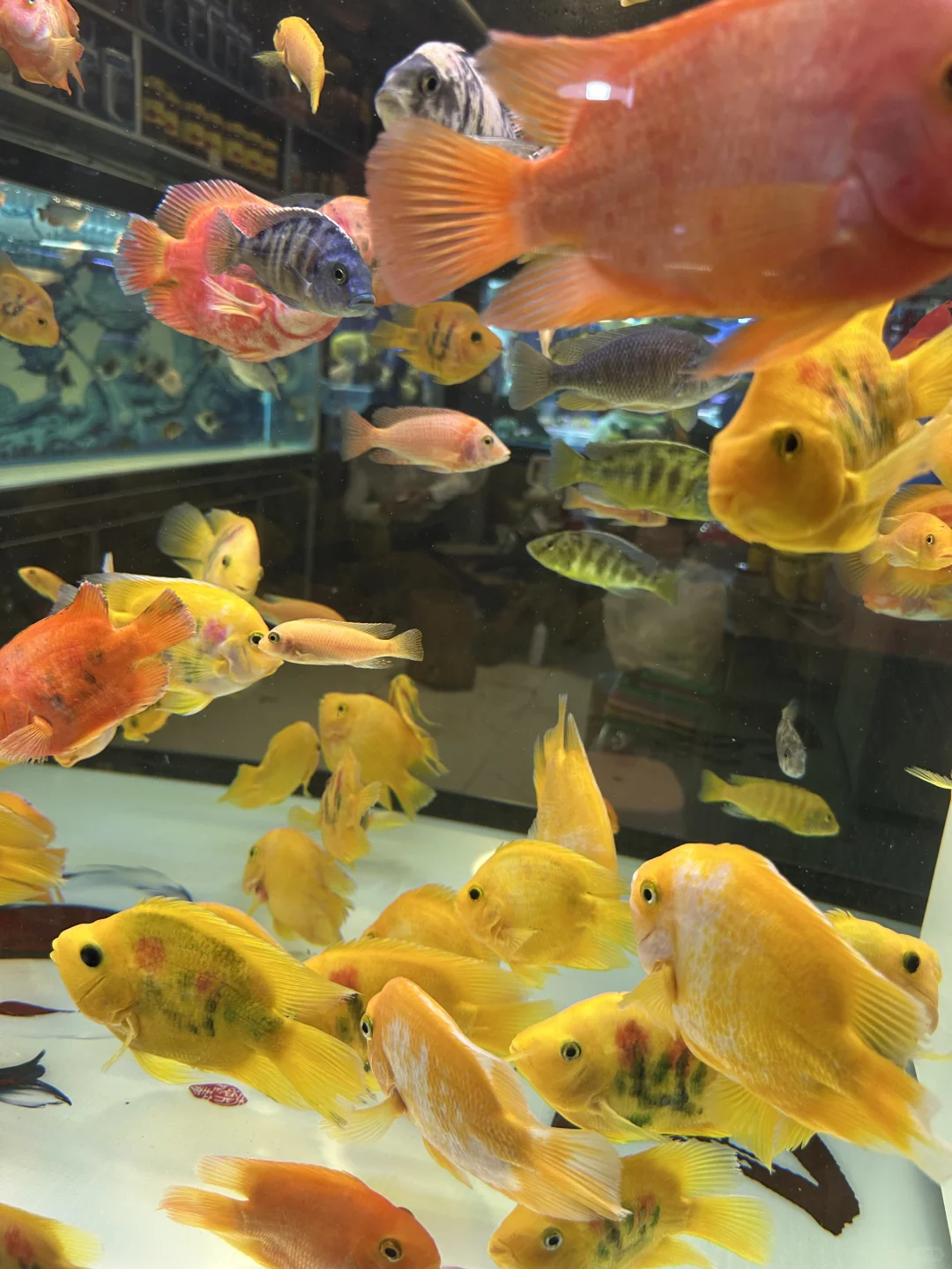 在杭州的惊喜发现！来旅游的人不要错过