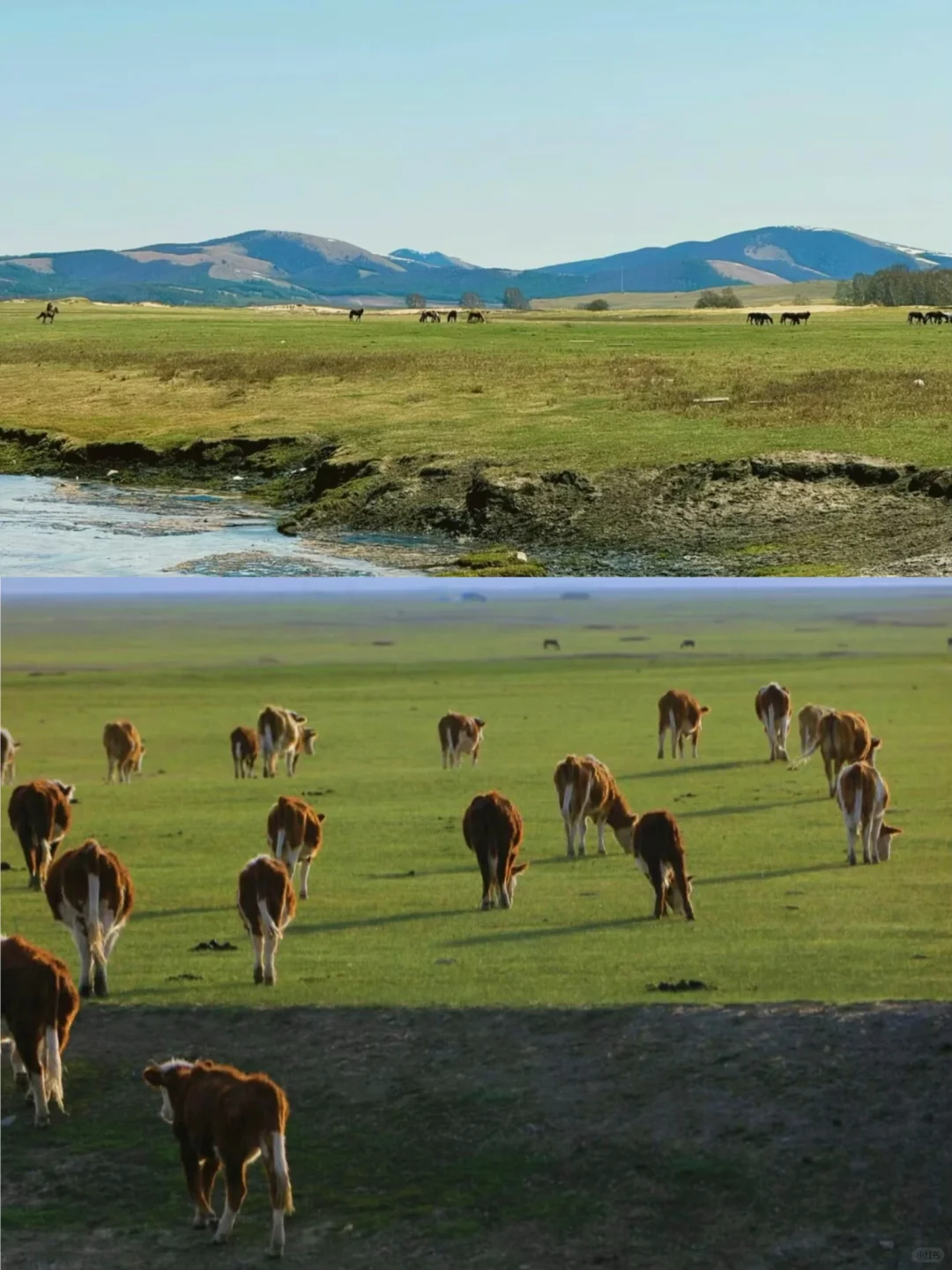 四月份要不要来草原？我来说实话