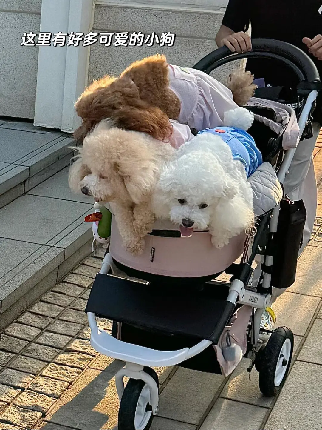 秦皇岛两日游plog🌊阿那亚和蔚蓝海岸太美