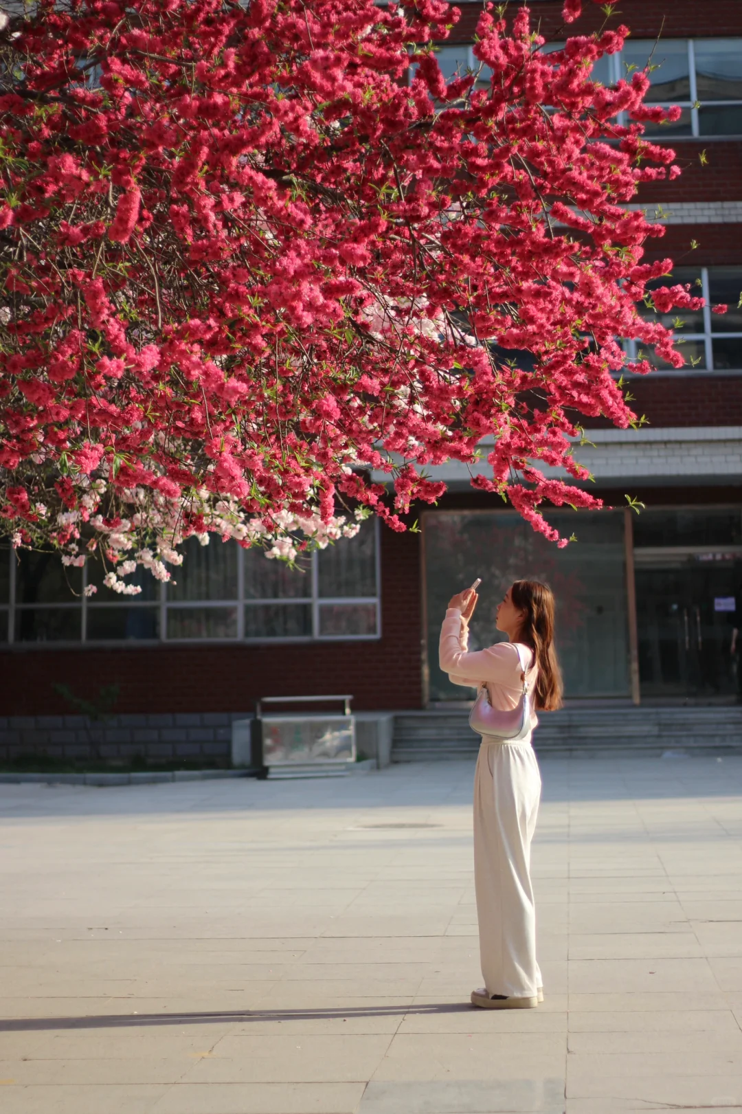 河大春天必打卡景点之洒金碧桃🌸