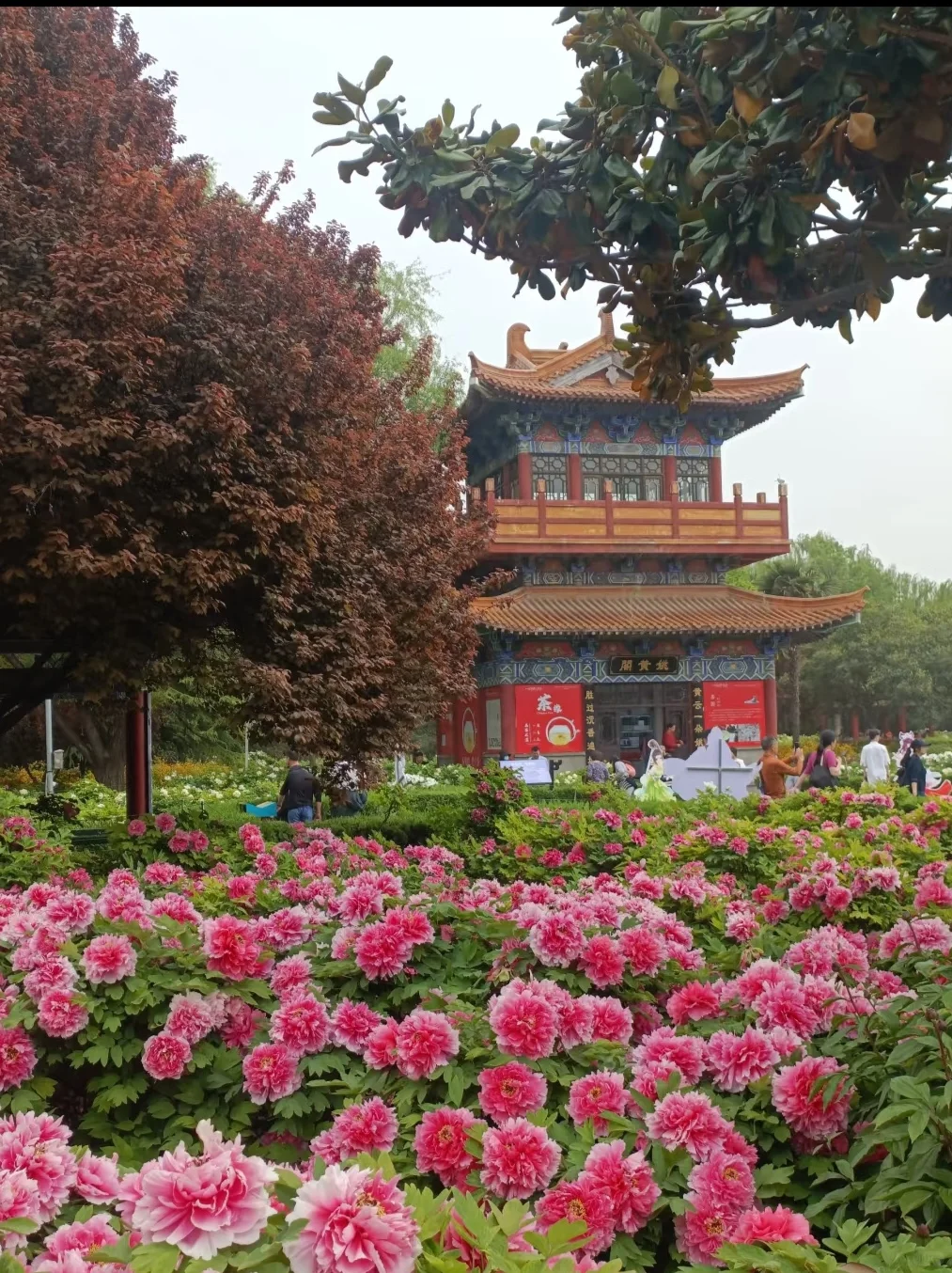 离开洛阳的后劲比失恋还大😭附三日旅游攻