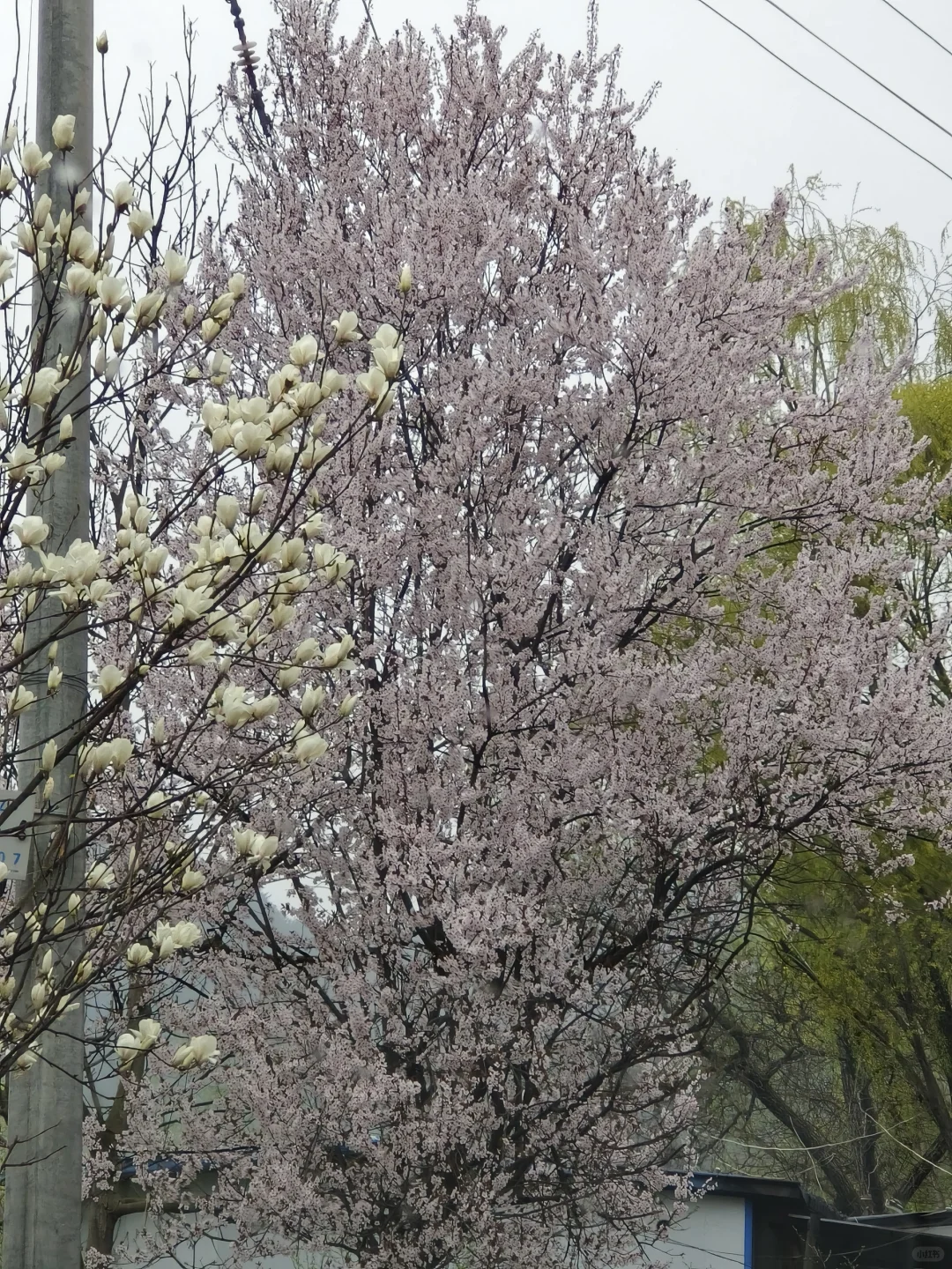 来天水看看春天吧💐总会给你惊喜的地方！