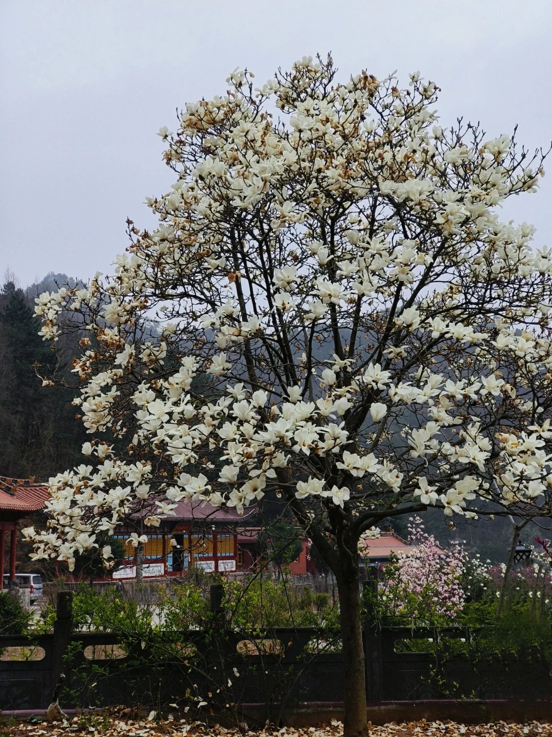 来天水看看春天吧💐总会给你惊喜的地方！