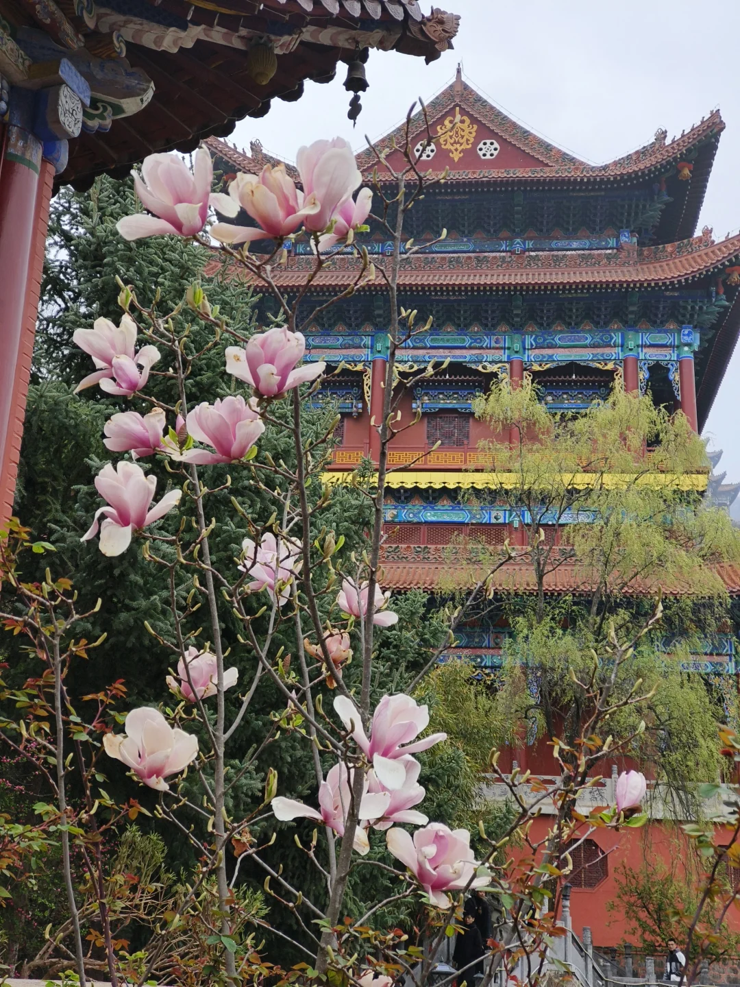 来天水看看春天吧💐总会给你惊喜的地方！