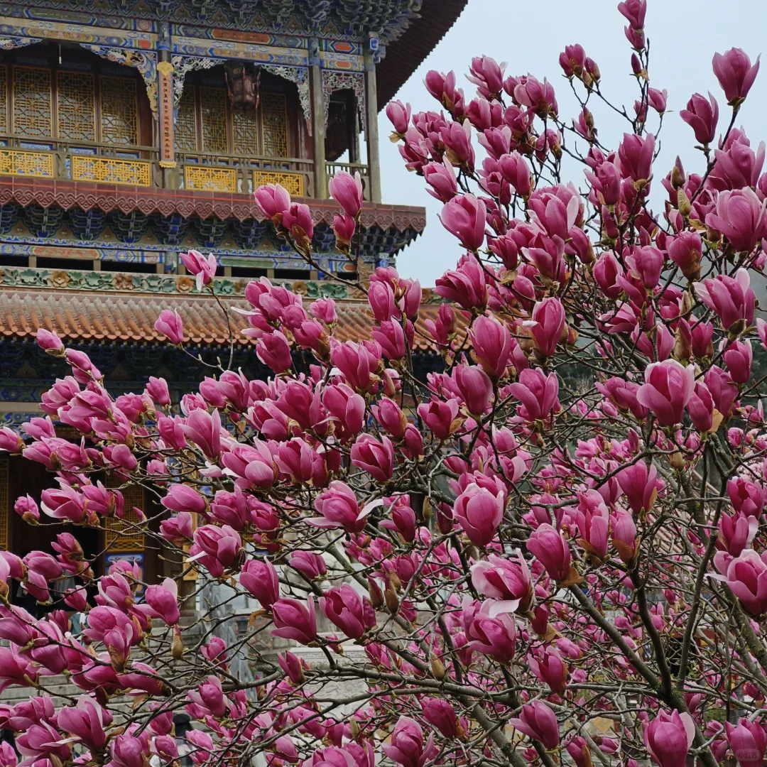 来天水看看春天吧💐总会给你惊喜的地方！