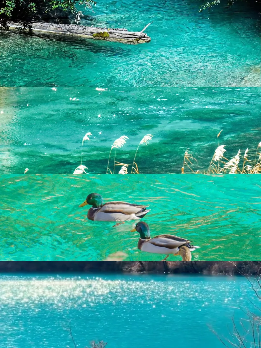 4.9📍九寨沟live实况直出…大自然的调色盘🎨