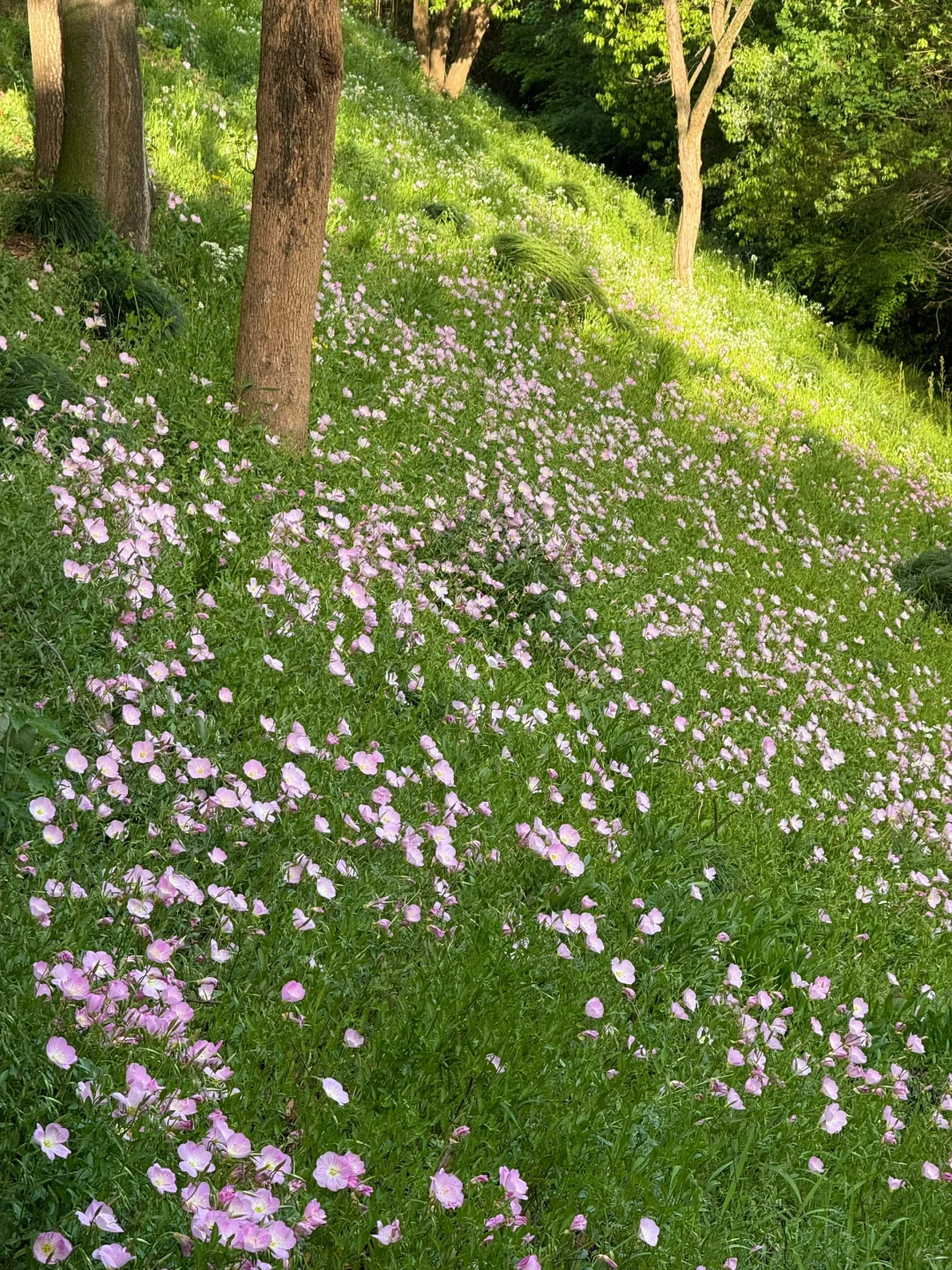 公园吸氧计划 | 西湖边存在感最低的公园⛰️