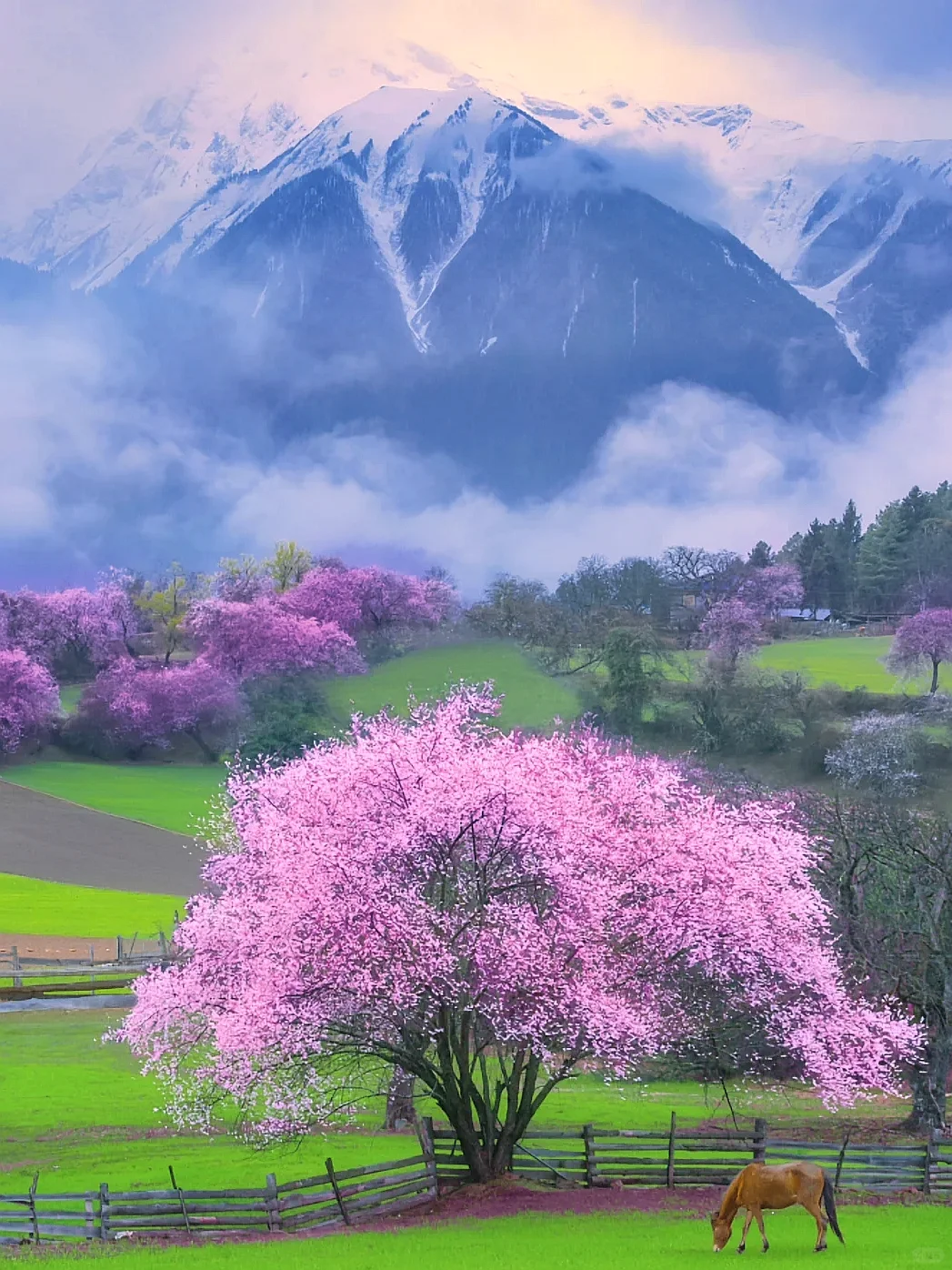 林芝的十里桃花🌸和日照金山，真的太震撼啦！