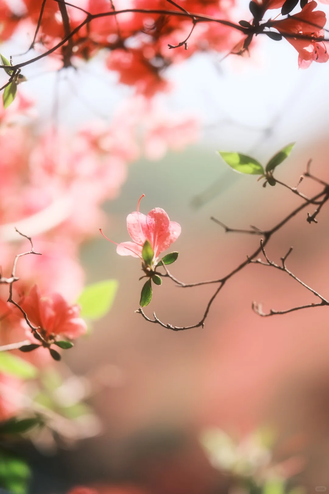 木兰山巅的粉墨江湖｜云雾山杜鹃花