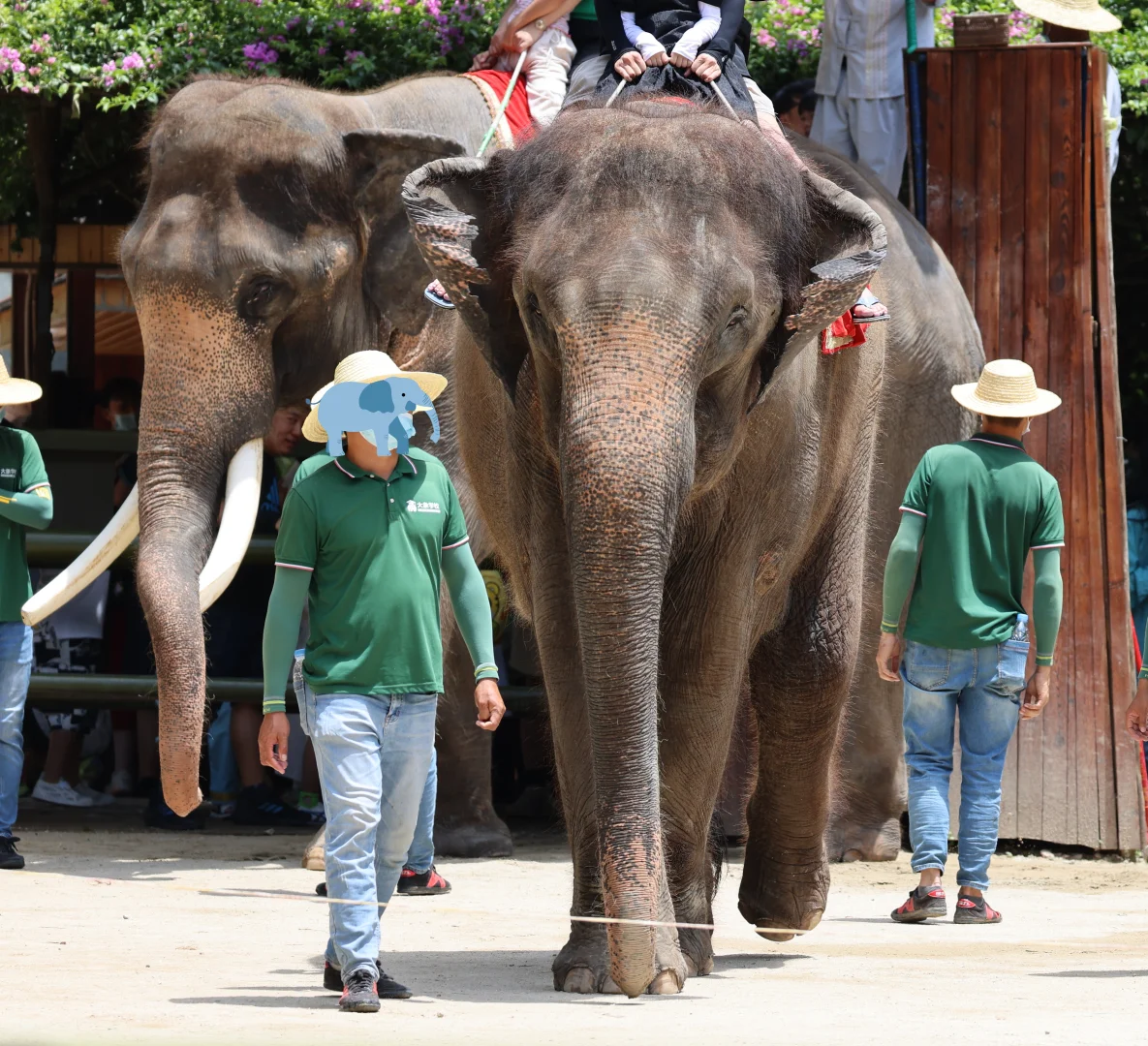 4.13 对版纳野象谷景区内亚洲象的考察报告