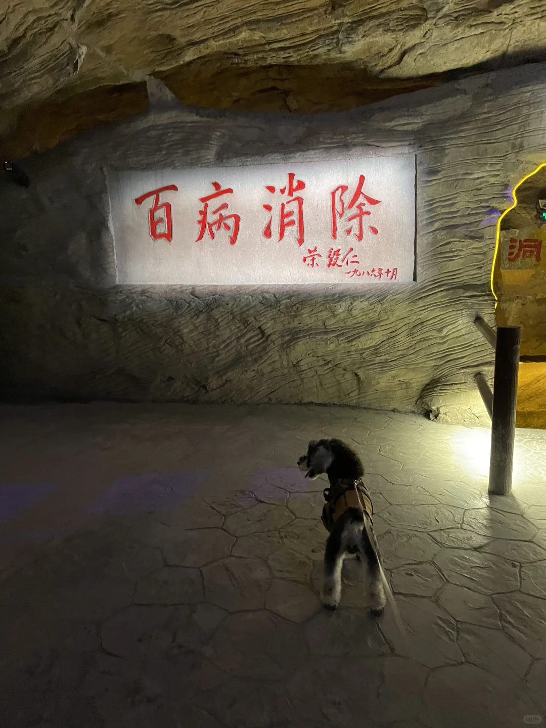 带着小狗去旅行